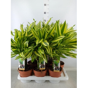 Dracaena frag.   ...