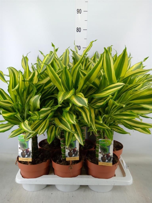 <h4>Dracaena frag.   ...</h4>