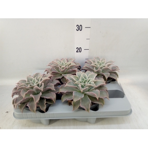 Echeveria   ...