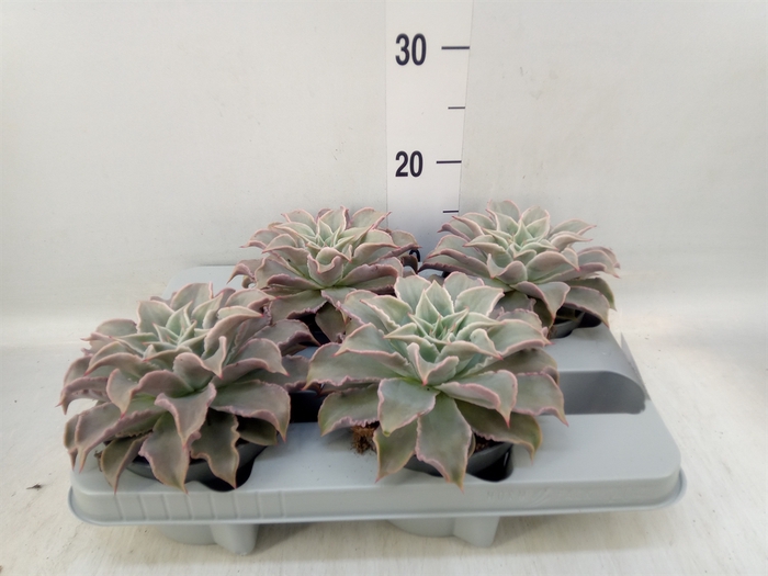 <h4>Echeveria   ...</h4>