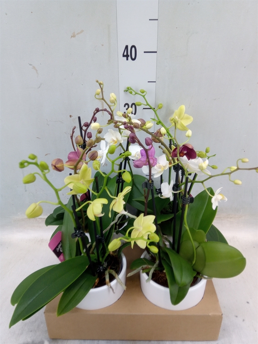 <h4>Phalaenopsis   ...</h4>