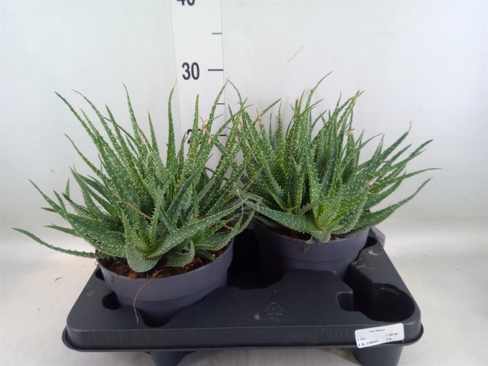 <h4>Aloe humilis</h4>