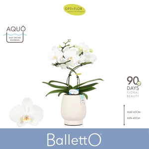 Balletto Wing 2 spike in Abruzzo White Aquo
