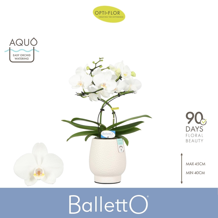 <h4>Balletto Wing 2 spike in Abruzzo White Aquo</h4>