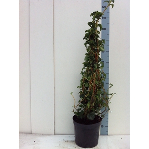 Hydrangea petiolaris 80CM