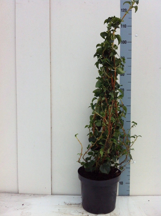 <h4>Hydrangea petiolaris 80CM</h4>