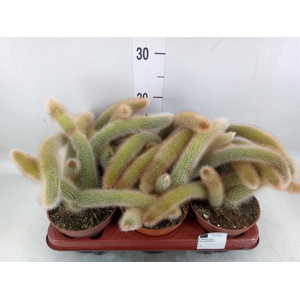 Cactus   ...hangingplants