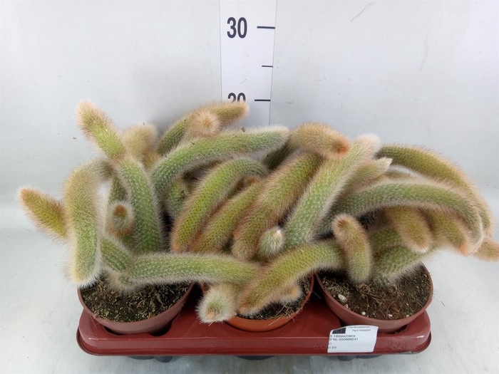 <h4>Cactus   ...hangingplants</h4>