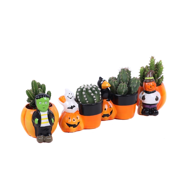 <h4>Cactus mix 5,5 cm in halloween mix planter</h4>