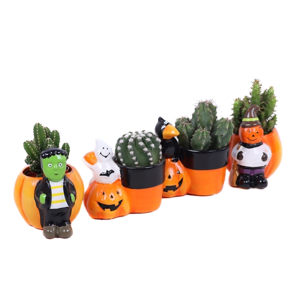 Cactus mix 5,5 cm in halloween mix planter