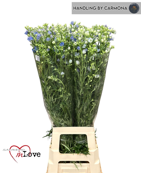 <h4>DELPH EN M SKY BLUE</h4>