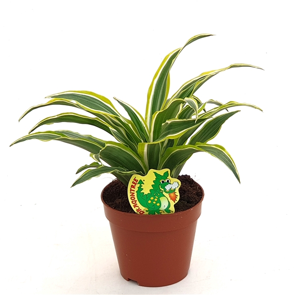 Dracaena Surprise