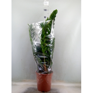 Zamioculcas zamiifolia