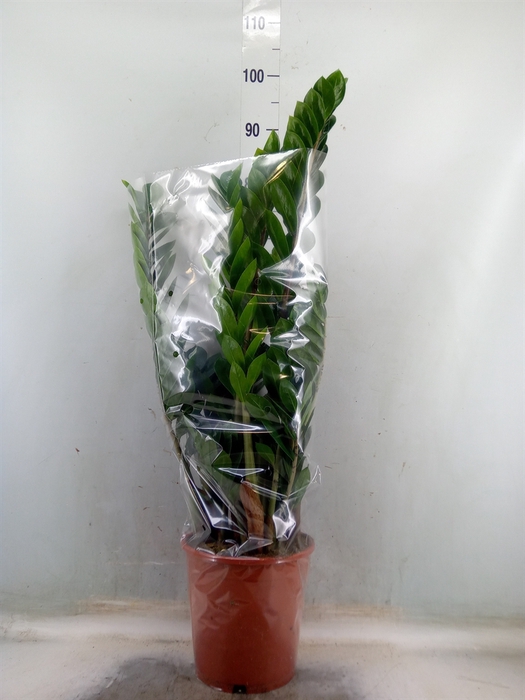 <h4>Zamioculcas zamiifolia</h4>