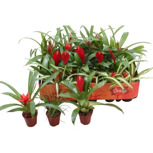 BROMELIA GEM
