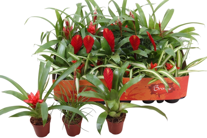 <h4>BROMELIA GEM</h4>