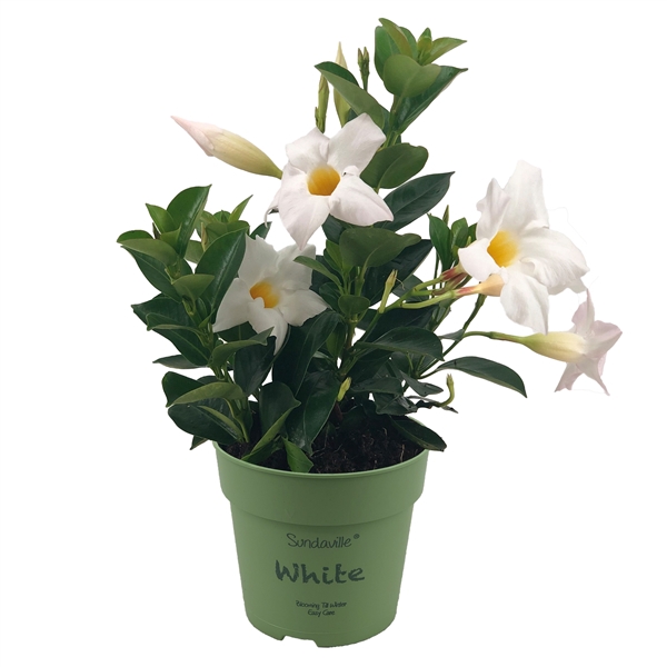 <h4>Mandevilla Sundaville White Bush (Dipladenia)</h4>