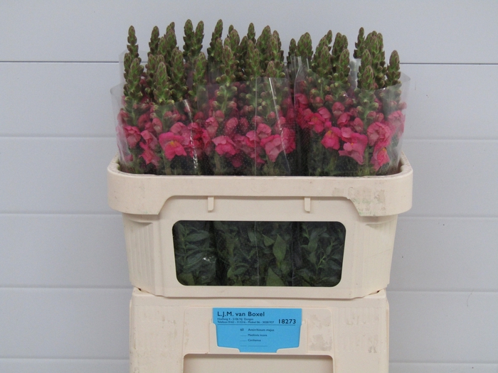 <h4>Antirrhinum Poto Rose</h4>