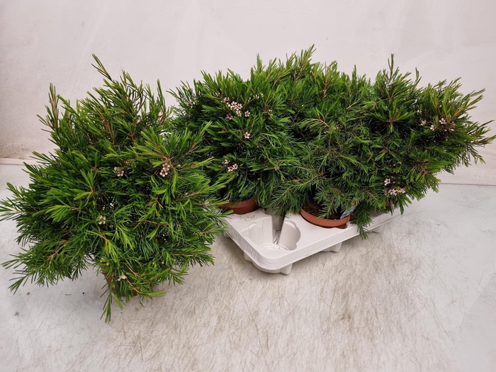 <h4>CHAMEL U SNOW FLAKE</h4>