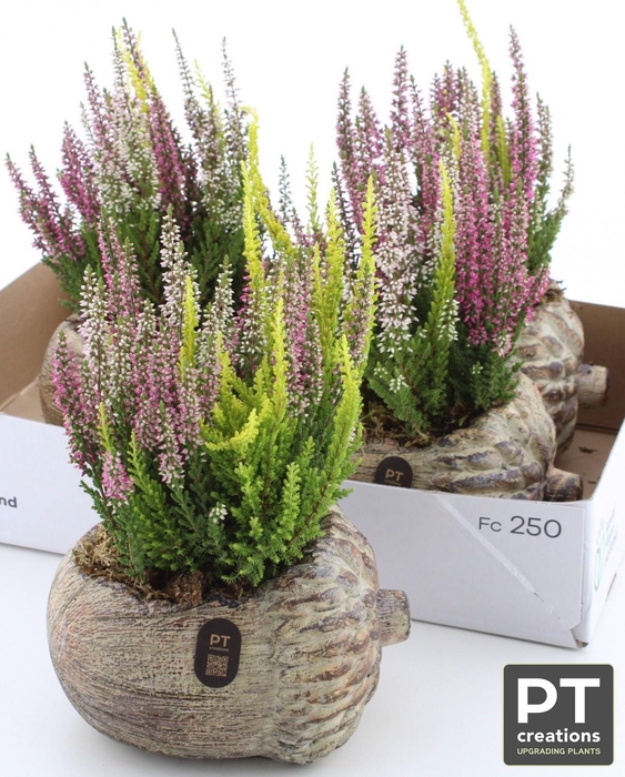 <h4>ARR TUINPLANTEN</h4>