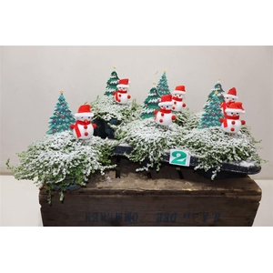 arr8 Solei Sol Groen + Snowman Deco