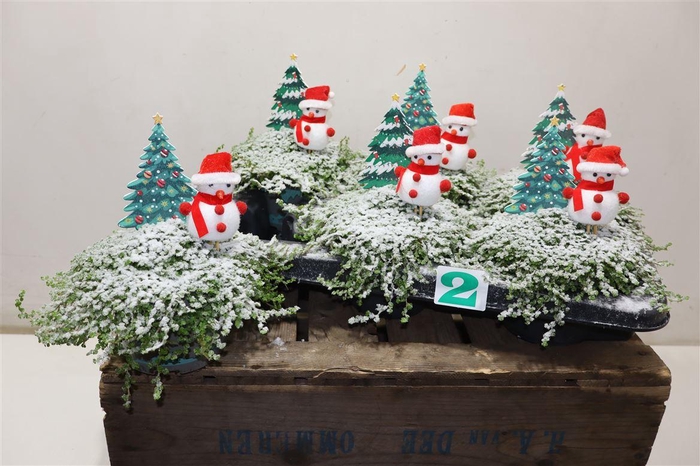 <h4>arr8 Solei Sol Groen + Snowman Deco</h4>