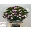 Dianthus Br Amazon Rose Magic