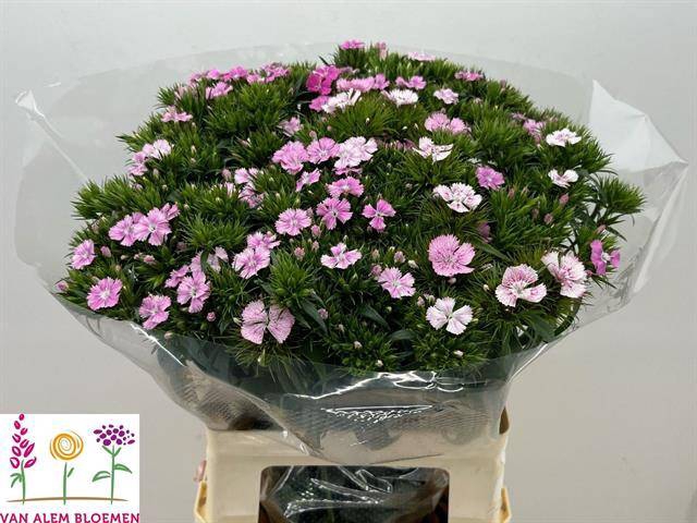 <h4>Di Barb Am Rose</h4>