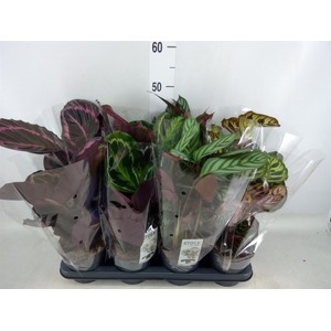 Calathea   ...mix 4