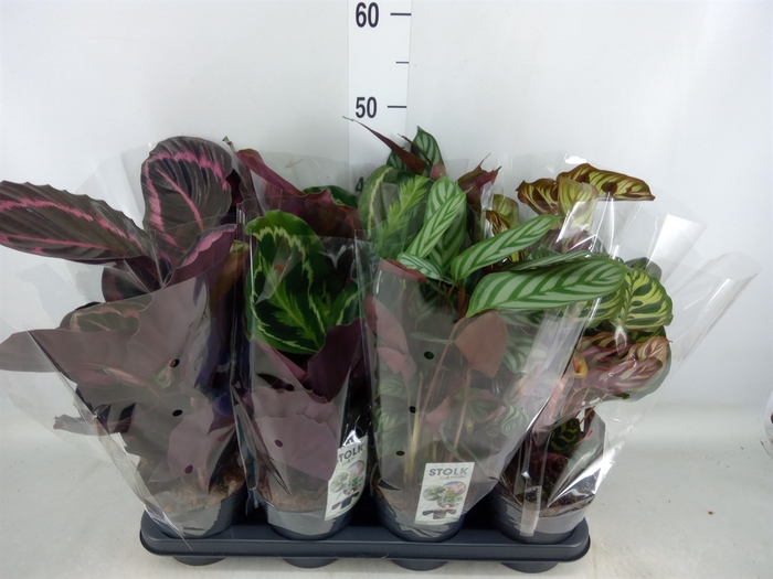 <h4>Calathea   ...mix 4</h4>