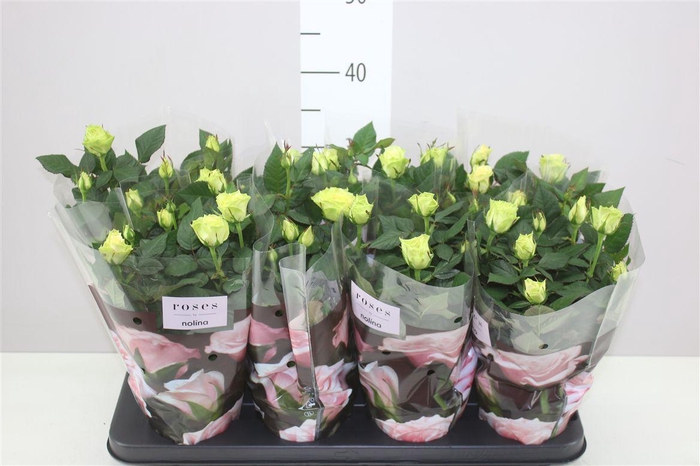 <h4>Rosa Patio Wit</h4>