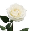 ROSA TINEKE 050 CM ESTUFA