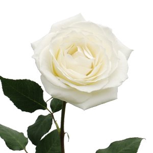 <h4>ROSA TINEKE 050 CM ESTUFA</h4>