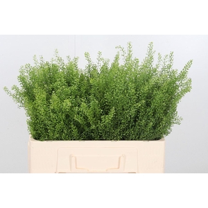 Lepidium Vir. Gwelo Green