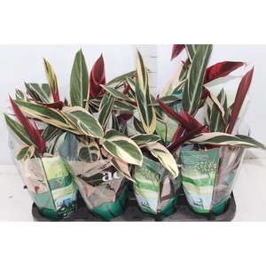 CALATHEA TRIALSTAR P12
