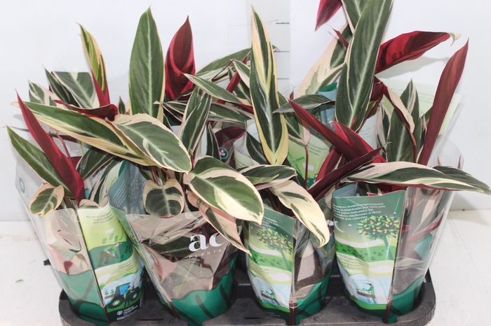 <h4>CALATHEA TRIALSTAR P12</h4>