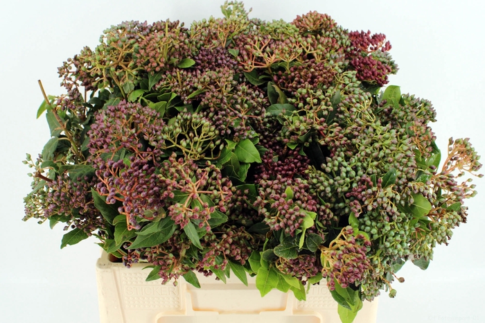 <h4>Viburnum bes bos</h4>