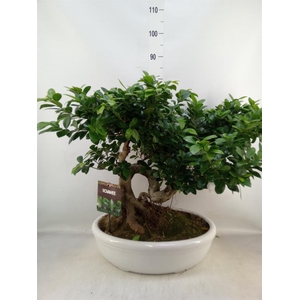 Ficus microcarpa 'Ginseng'