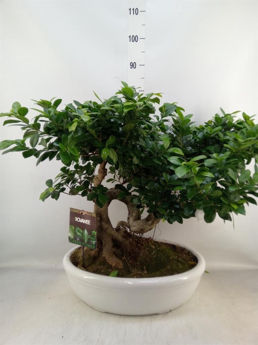 <h4>Ficus microcarpa 'Ginseng'</h4>