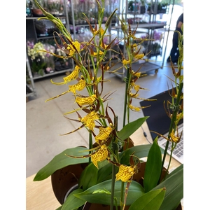 BRASSIA  'SUMMER DREAM' NEW YELLOW