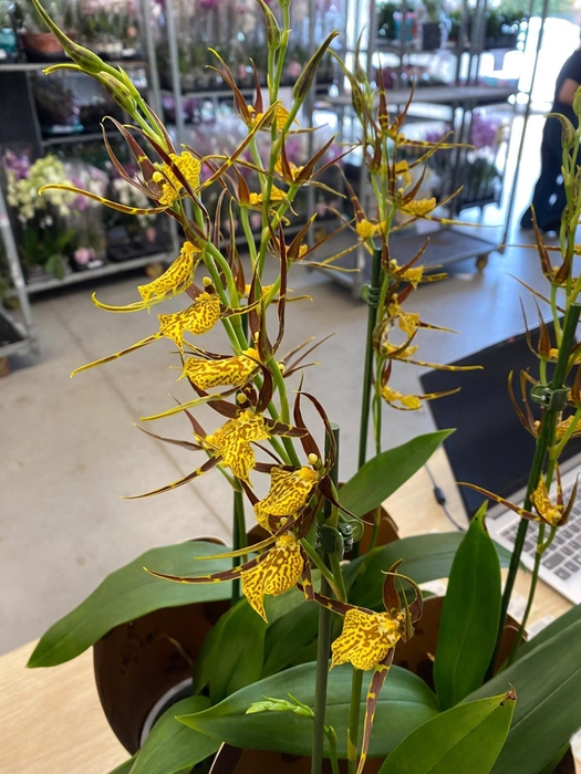 <h4>BRASSIA 'SUMMER DREAM' NEW YELLOW</h4>