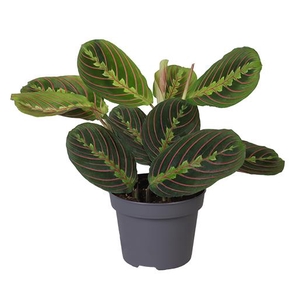 CALATHEA HYBRIDA P6 RED STRIPE