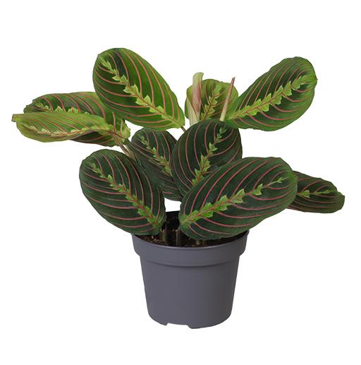 <h4>CALATHEA HYBRIDA P6 RED STRIPE</h4>