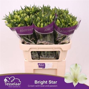 Alstr Bright Star