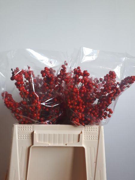 <h4>ILEX VE RODE BES</h4>