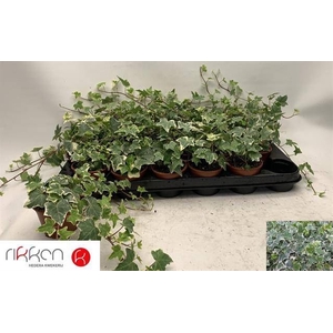 Hedera helix 'Eva'