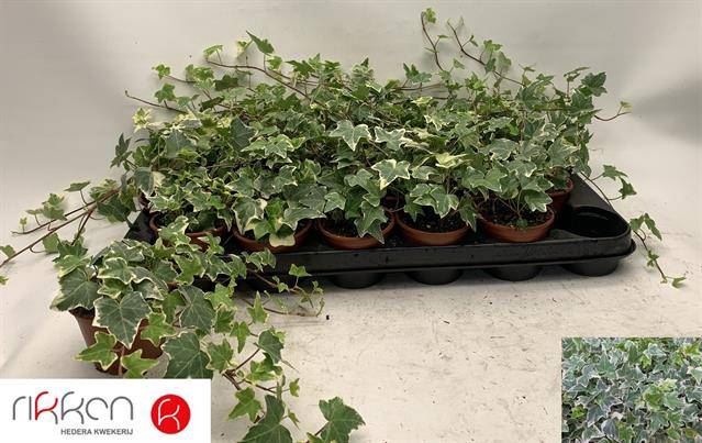 <h4>Hedera helix 'Eva'</h4>