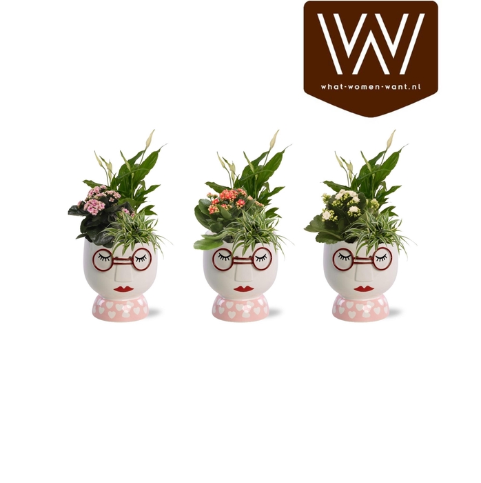 <h4>Collectie "Sympathetic Moods" - Arrangement in pot Steffie</h4>