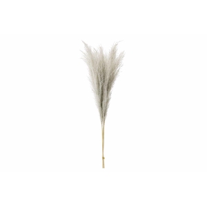 Dried Stipha Feather Grey Large Bunch