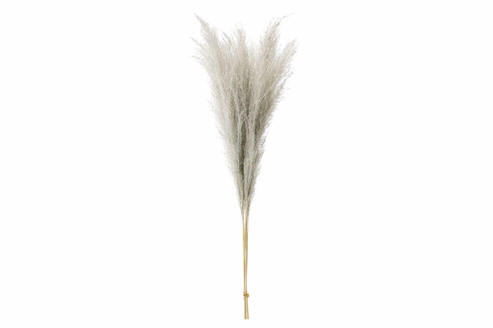 Dried Stipha Feather Grey Large Bunch
